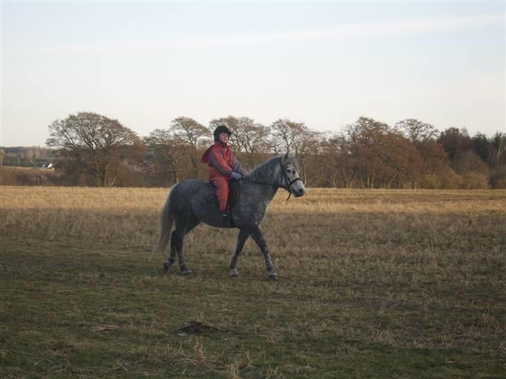 Anden særlig race Sussi billede 9