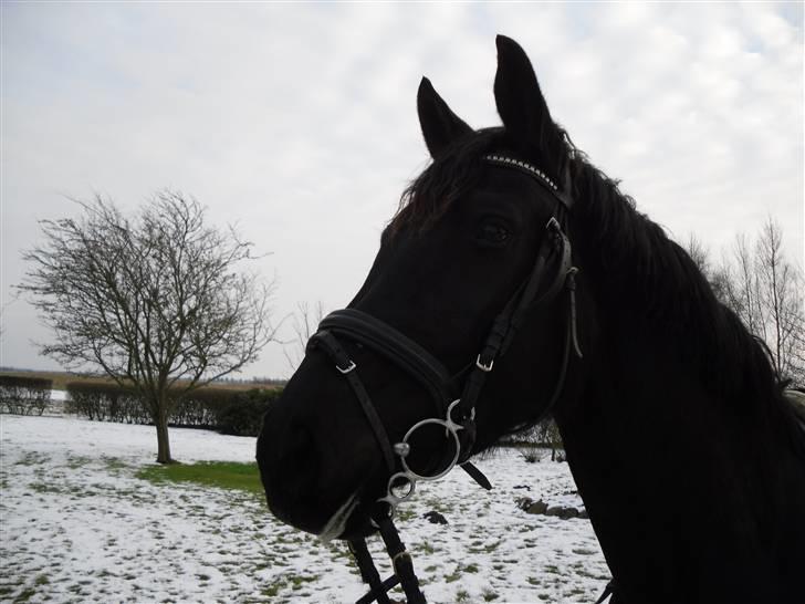 Pinto Miss June *solgt* billede 11