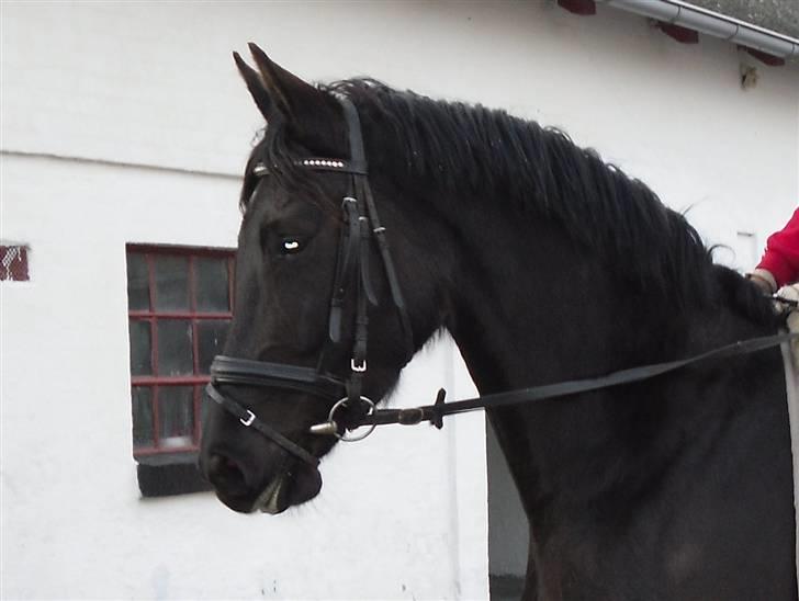 Pinto Miss June *solgt* billede 13