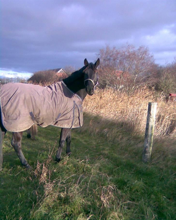 Pinto Miss June *solgt* billede 14