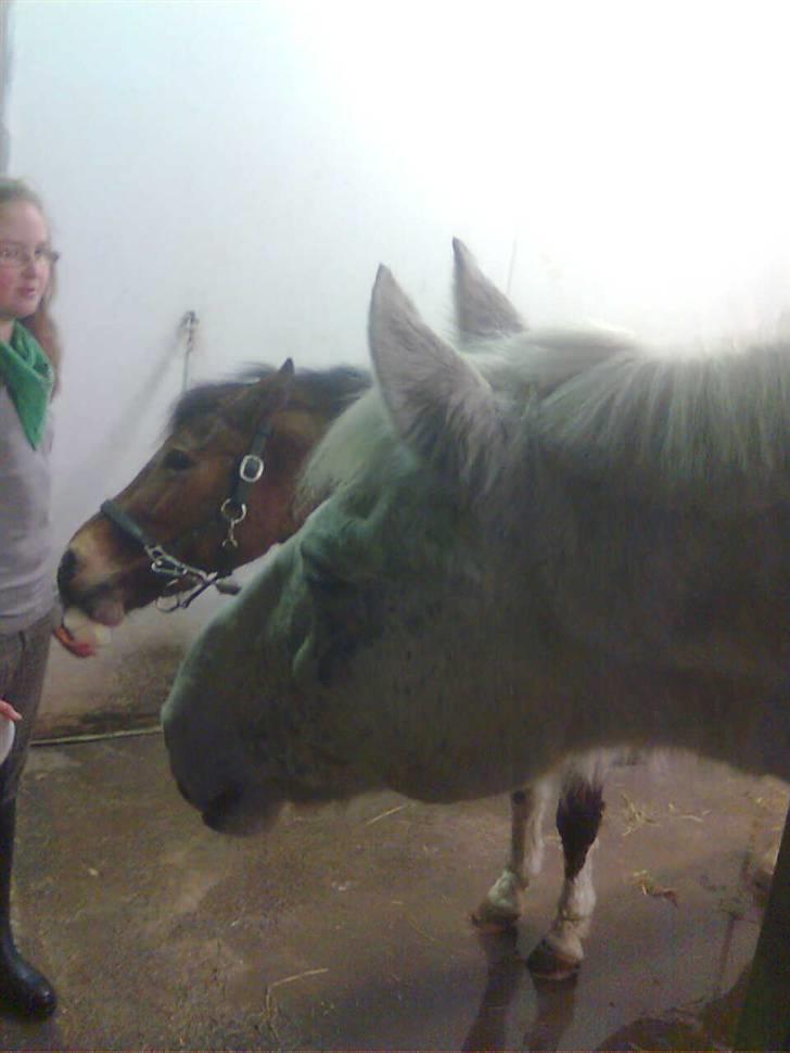 Anden særlig race Filur*Gl.Part*:'/(himmelhest) - hehe<3 billede 11