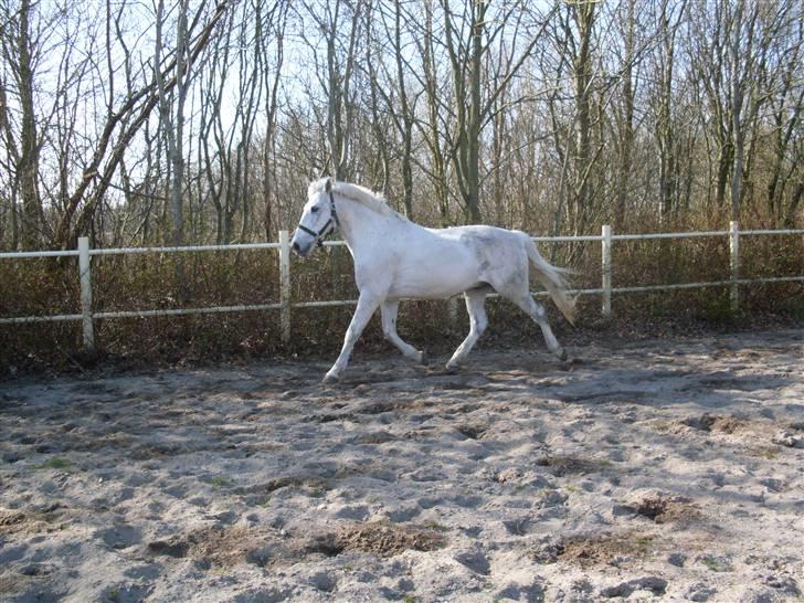 Anden særlig race Filur*Gl.Part*:'/(himmelhest) - En MEGA LÆKKER TRAV:D<3 - foto mette s<3 billede 13