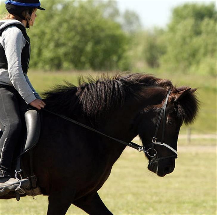 Islænder Askja fra Godthåb - ~ All horses deserve, at least once in their lives, to be loved by a little girl billede 8