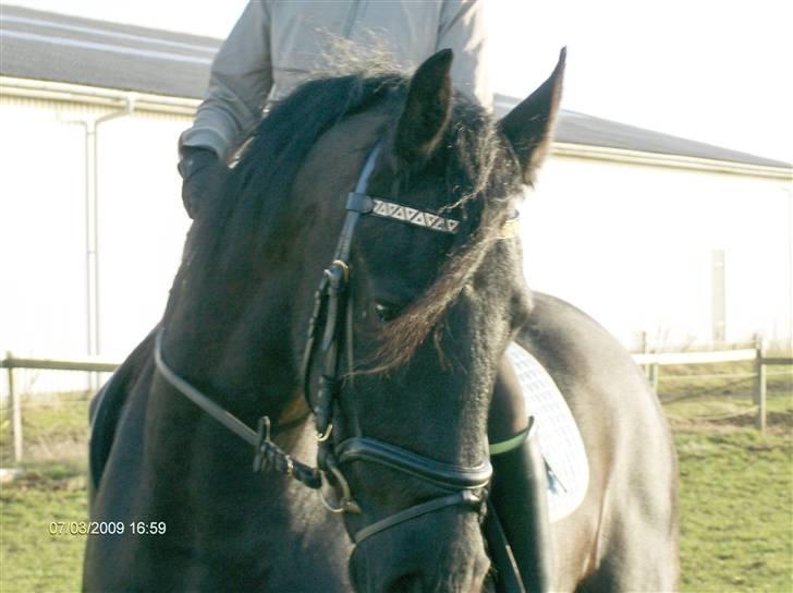 Frieser Rommert (Ik min mere) - Udenfor... :) NYT!!! billede 20