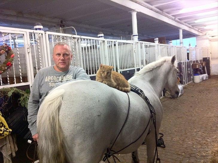 New Forest roløkke tokaji  billede 1