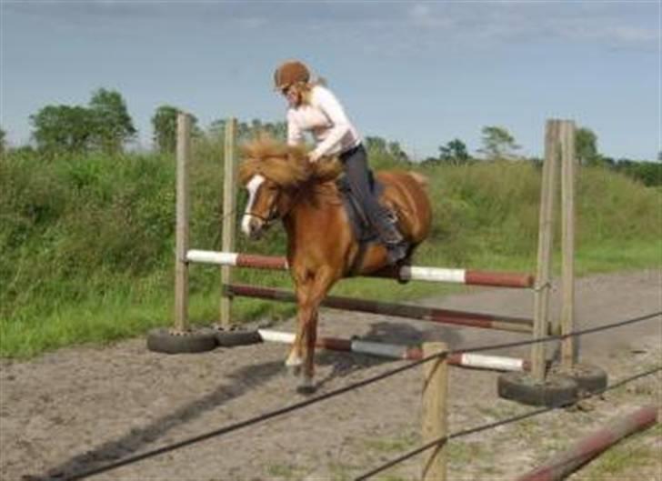 Islænder Flugar  billede 17