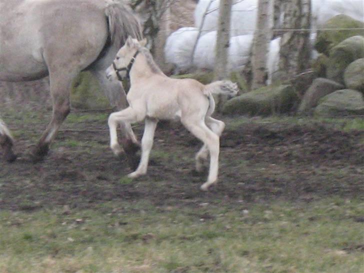 Fjordhest Iben Strødam # Solgt# - På folden med høje knæløft billede 14