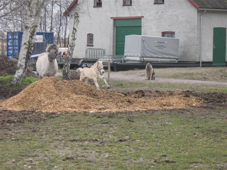 Fjordhest Iben Strødam # Solgt# billede 15
