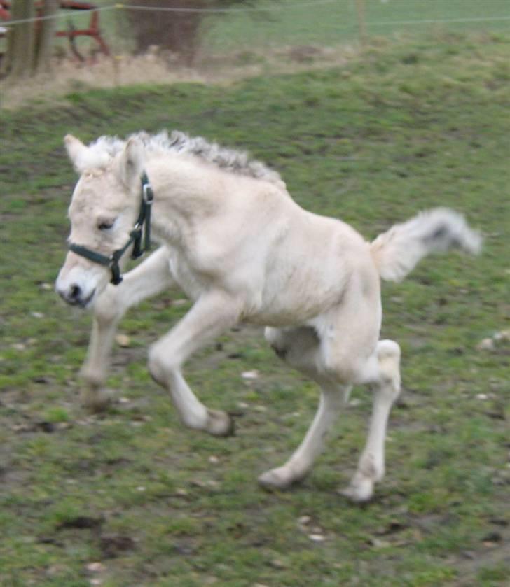 Fjordhest Iben Strødam # Solgt# billede 16
