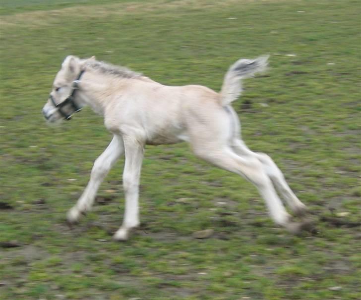 Fjordhest Iben Strødam # Solgt# billede 17