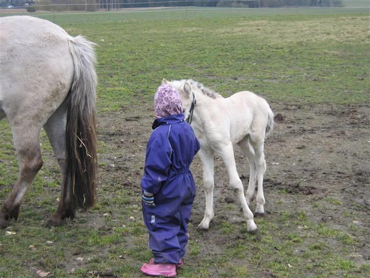 Fjordhest Iben Strødam # Solgt# - Hej Mette billede 18