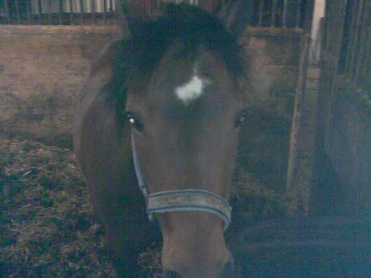 Anden særlig race ¤Liva¤ - Livve :* billede 2