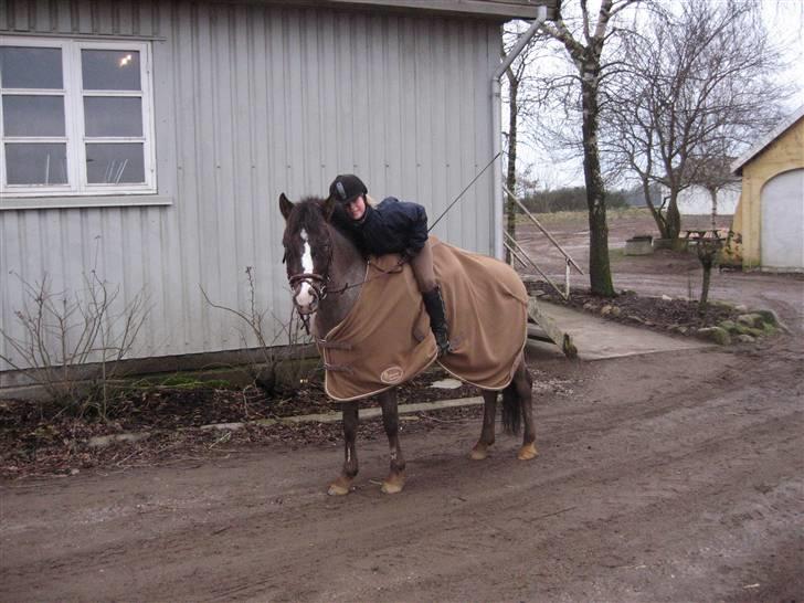 Anden særlig race Merlot Solgt+Savnet:'( - Mandag d. 2/3-09 skridter af udenfor efter undervisning. billede 5