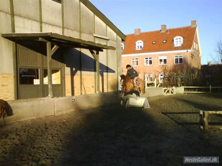 Welsh Pony (sec B) Puma  billede 8