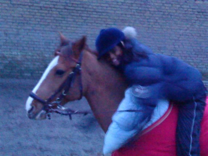 Welsh Pony (sec B) Puma  billede 11