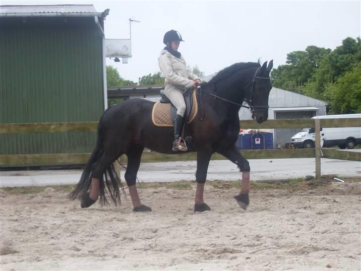 Frieser Oege af Birkelyst - Oege og Jeg den 17 maj 2009 :) billede 2
