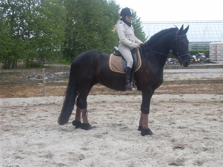Frieser Oege af Birkelyst - Oege og Jeg den 17 maj 2009 <3 billede 5