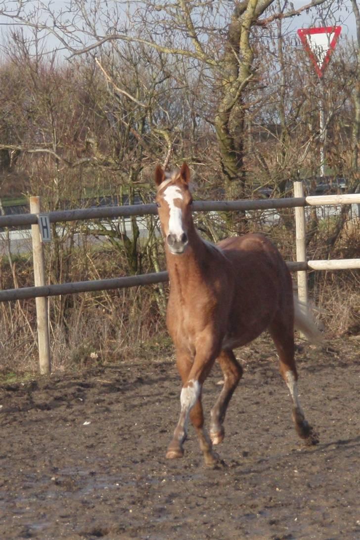 Dansk Varmblod Losell billede 19