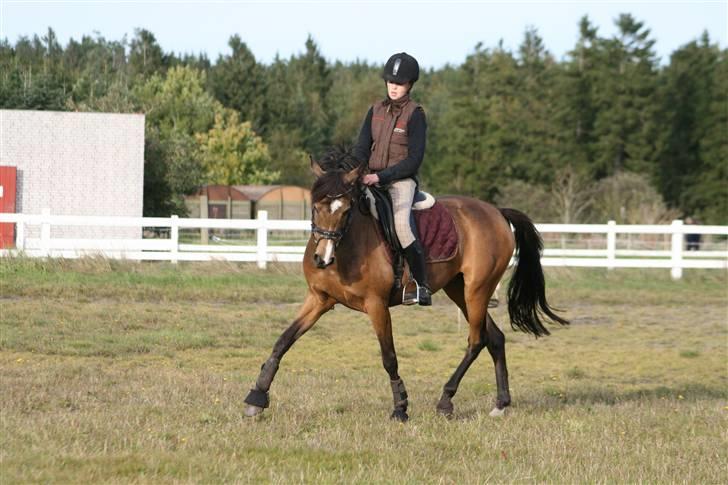 New Forest Orchid´s Sheila SOLGT - Versade billede 20