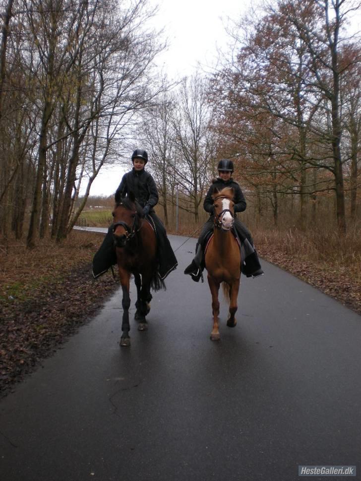 DSP Lille daugårds Tutsi - Ude og skridte varm :D Tutsi var mega vild :D  billede 8