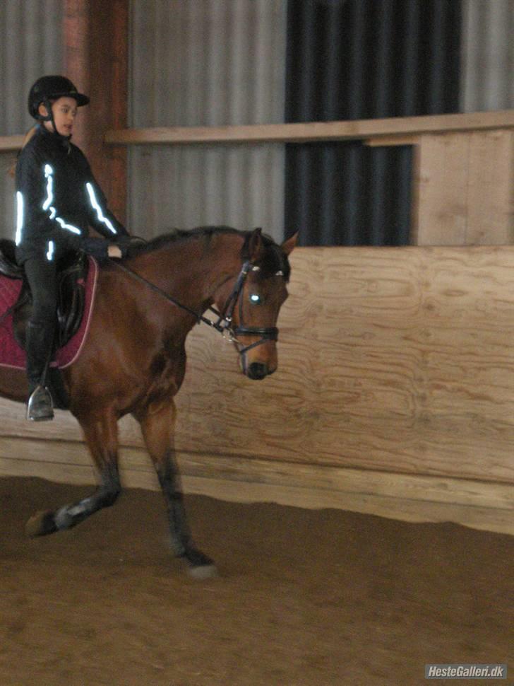 DSP Lille daugårds Tutsi billede 9