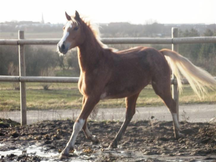 Dansk Varmblod Amaze Du Z billede 10