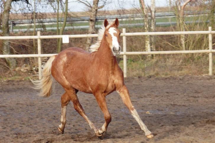 Dansk Varmblod Amaze Du Z billede 11
