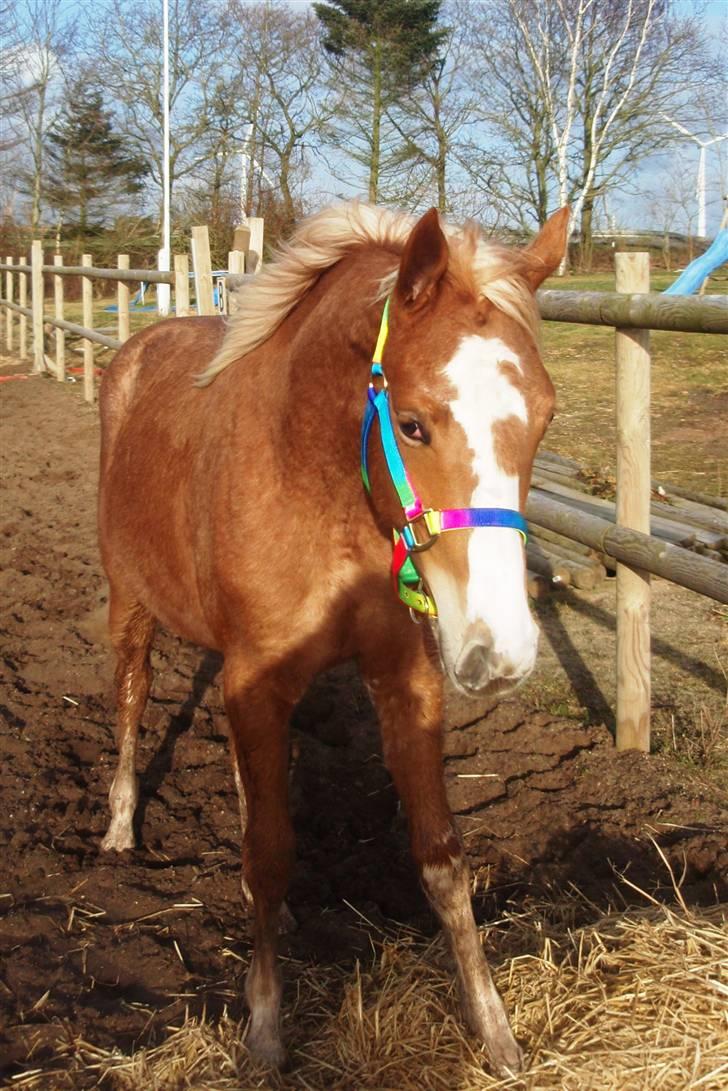 Dansk Varmblod Amaze Du Z - Maze har fået fin ny grime i Herning. ;o) billede 12