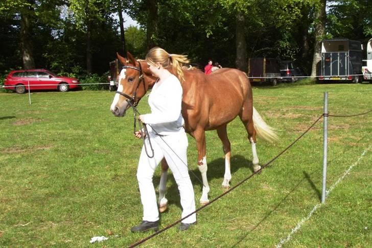 Dansk Varmblod Amaze Du Z - I ringen til Fjerritslev dyrskue d. 16 maj 2009 billede 13