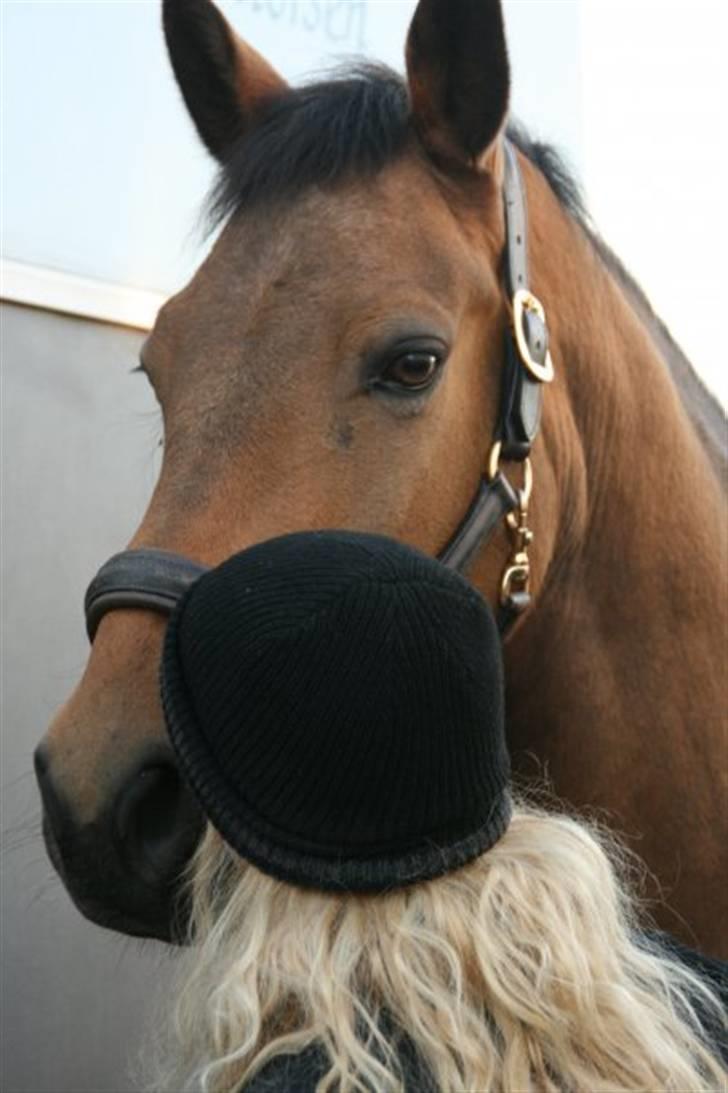 Anden særlig race Prince Charming billede 4