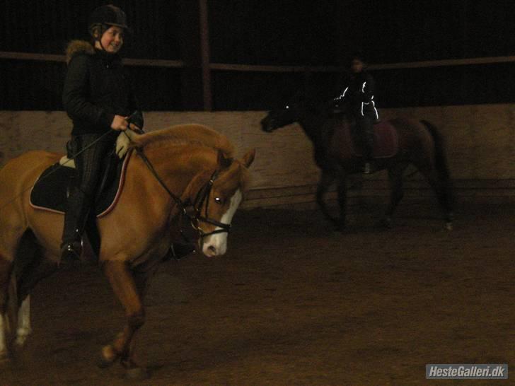 Anden særlig race Dexter Solgt)': billede 14