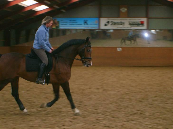 Hollandsk Varmblod Hovgaards Tresor K -SOLGT - En træningsdag i Hestehavens Rideklub billede 11