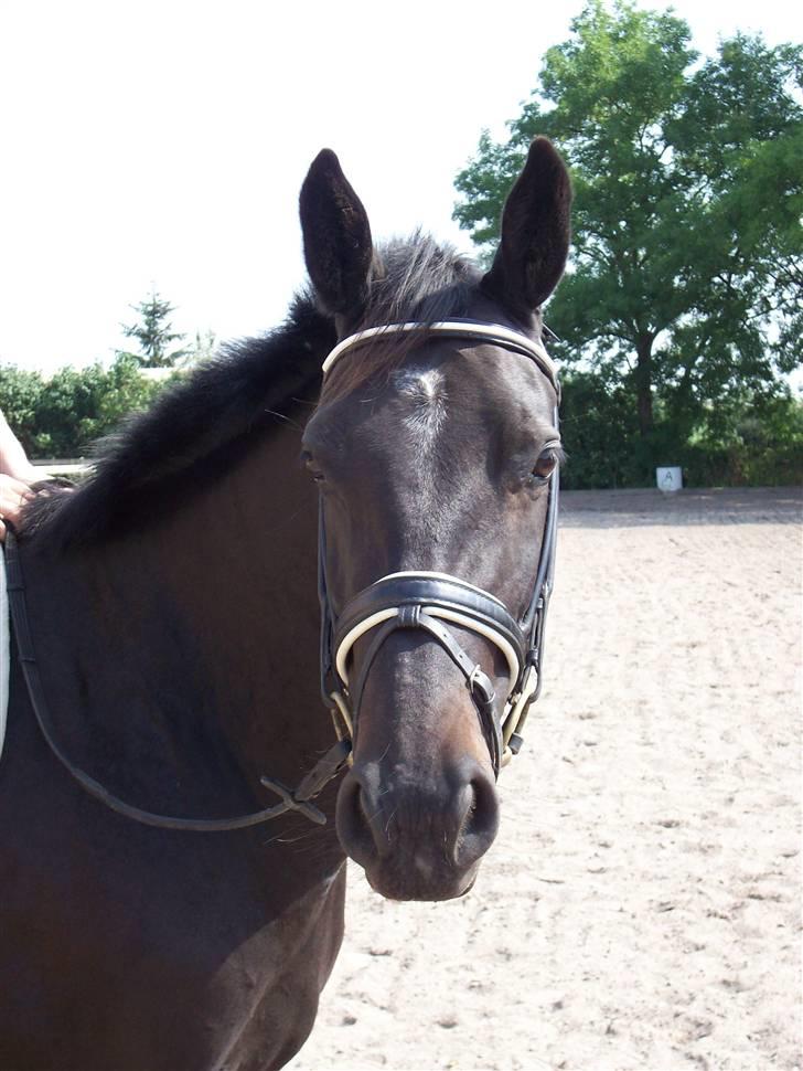 Oldenborg Night Light Tolstrup billede 2