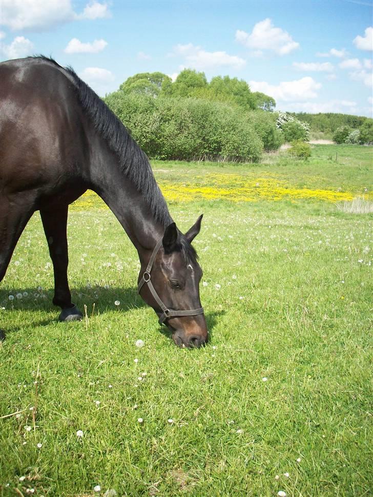 Oldenborg Night Light Tolstrup billede 3