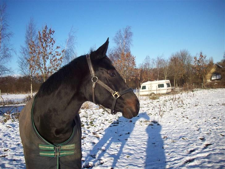 Oldenborg Night Light Tolstrup billede 7