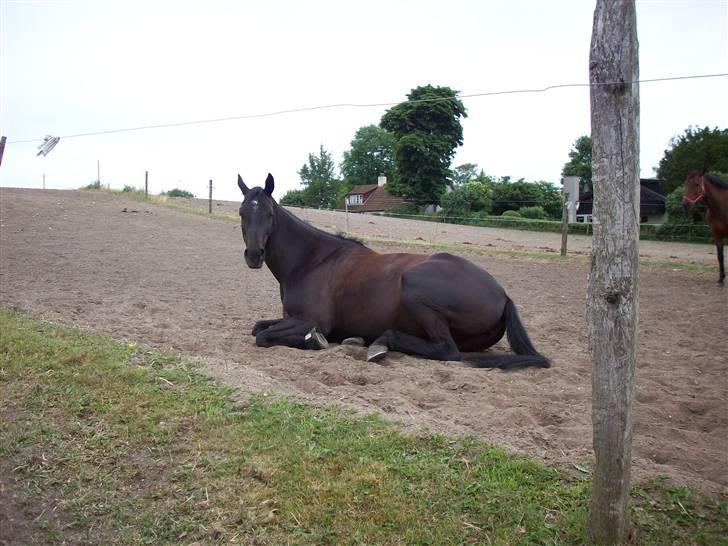 Oldenborg Night Light Tolstrup billede 8