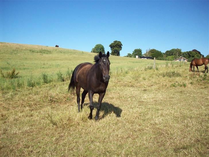 Oldenborg Night Light Tolstrup billede 9