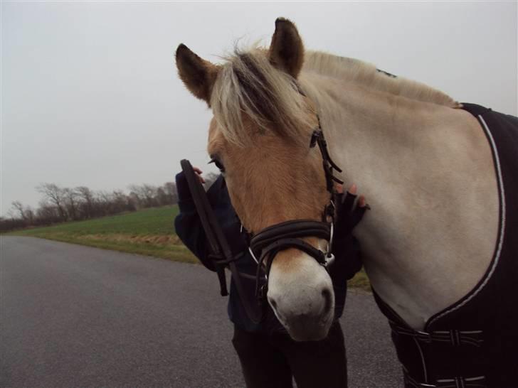 Fjordhest Møllevejs Troja - #11neej, tag et billede af mig, ikke hende :D<3 Foto; Stephanie billede 11
