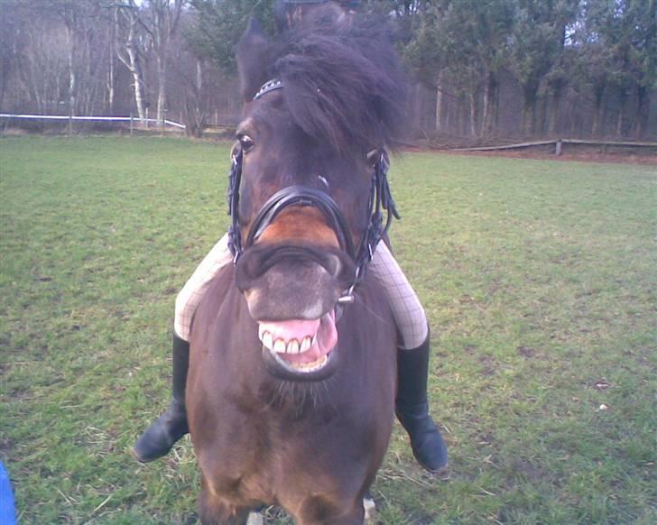 Dartmoor stjerne  billede 8