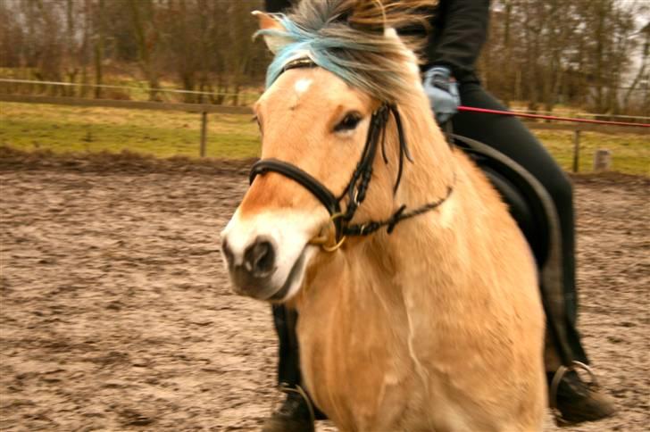 Fjordhest Sleipner - dressur træning (arbejder hårdt med at få hovedet på plads) billede 16