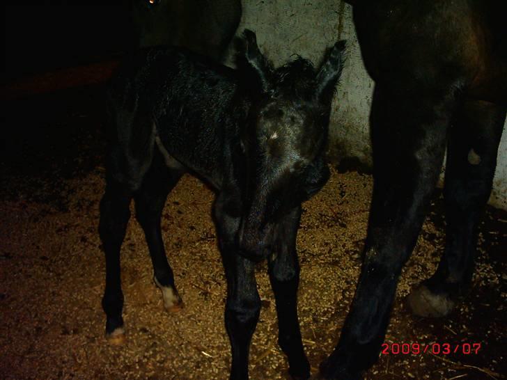 Schweres Warmblut Sophie - Kun lige på benene for 1.gang 1½ time gammel billede 12