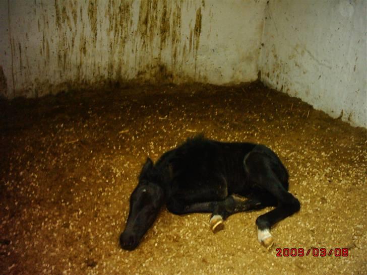 Schweres Warmblut Sophie - Nu er det middagslur billede 13