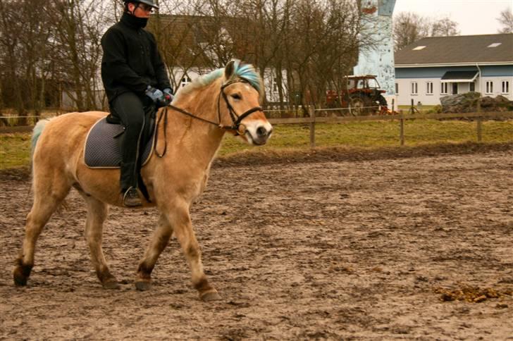 Fjordhest Sleipner - dressur træning  billede 18