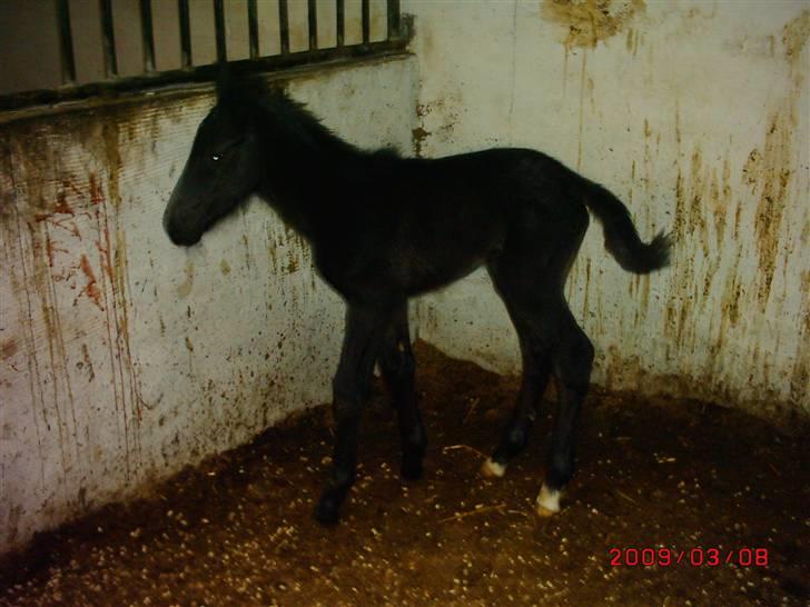 Schweres Warmblut Sophie - Se mig på egne ben ;-) billede 14