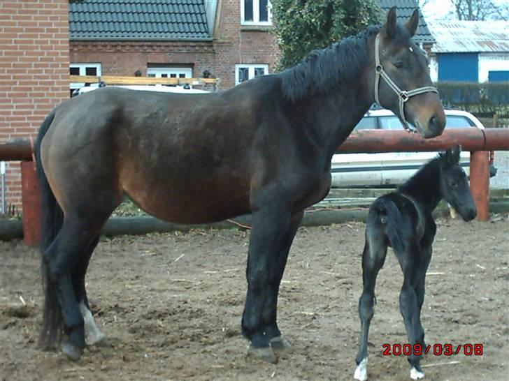 Schweres Warmblut Sophie - Hvor skal vi hen mor billede 15