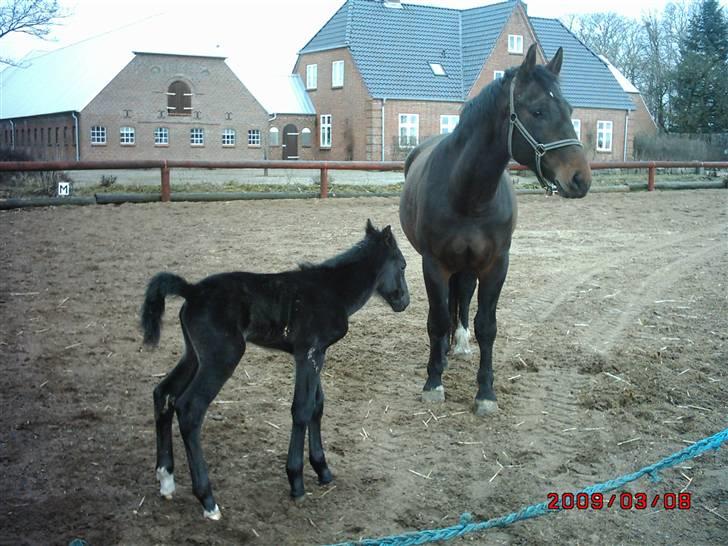 Schweres Warmblut Sophie - ude i det fri billede 16