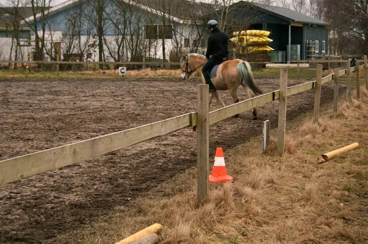 Fjordhest Sleipner - dressur træning billede 19