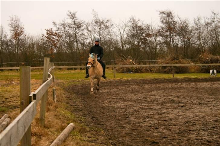 Fjordhest Sleipner billede 20