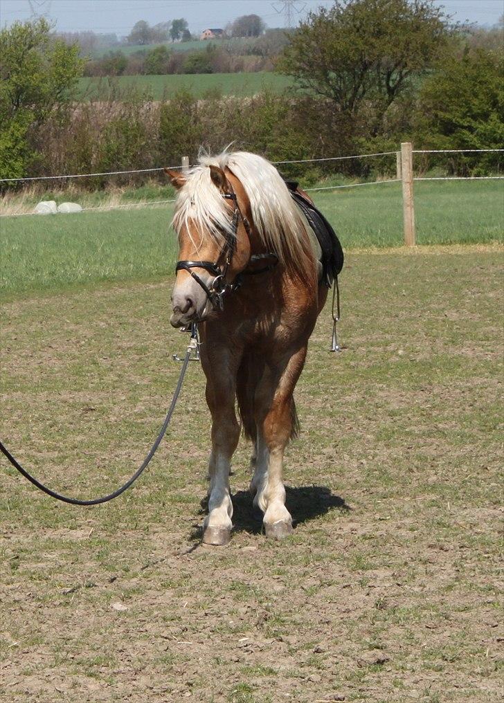 Haflinger RIDEDYRET ALADDIN - ishest (: billede 19