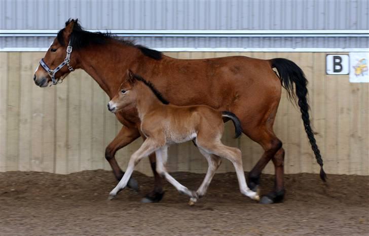 New Forest Skovlundegårds Alberthe - Se hvor det går billede 8